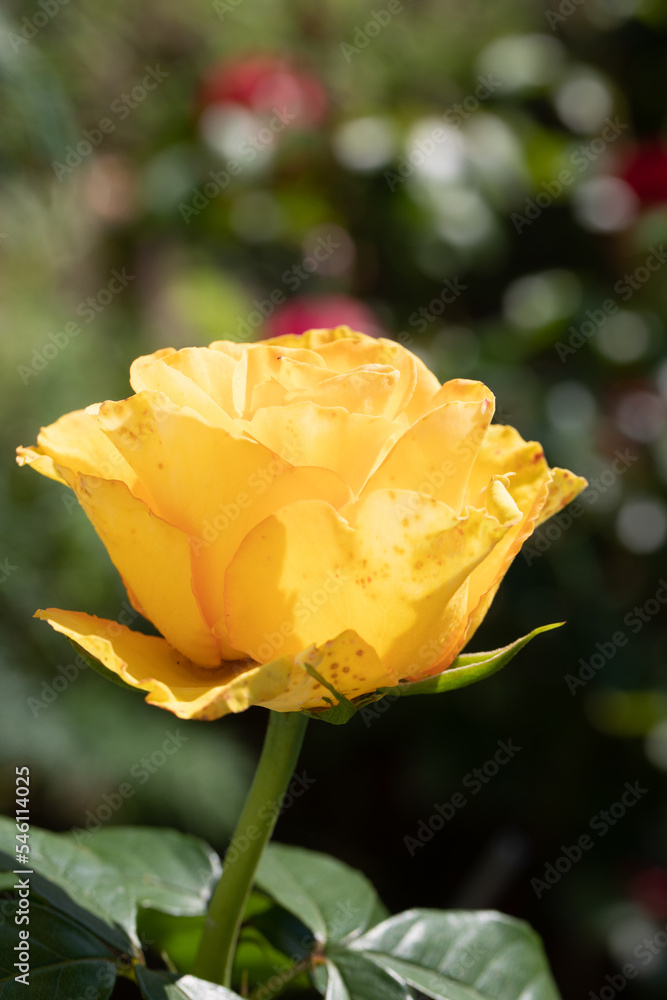 Roses in different hues in natural light Roses in different hues in natural light