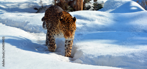 Amur leopard is a leopard subspecies native to the Primorye region of southeastern Russia and the Jilin Province of northeast China. photo