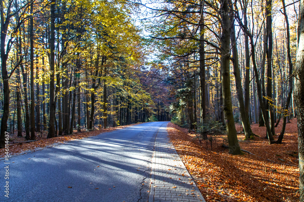 Szlak prowadzący na Łysą Górę (Święty Krzyż). Jesienny las. Puszcza jodłowa
 - obrazy, fototapety, plakaty 