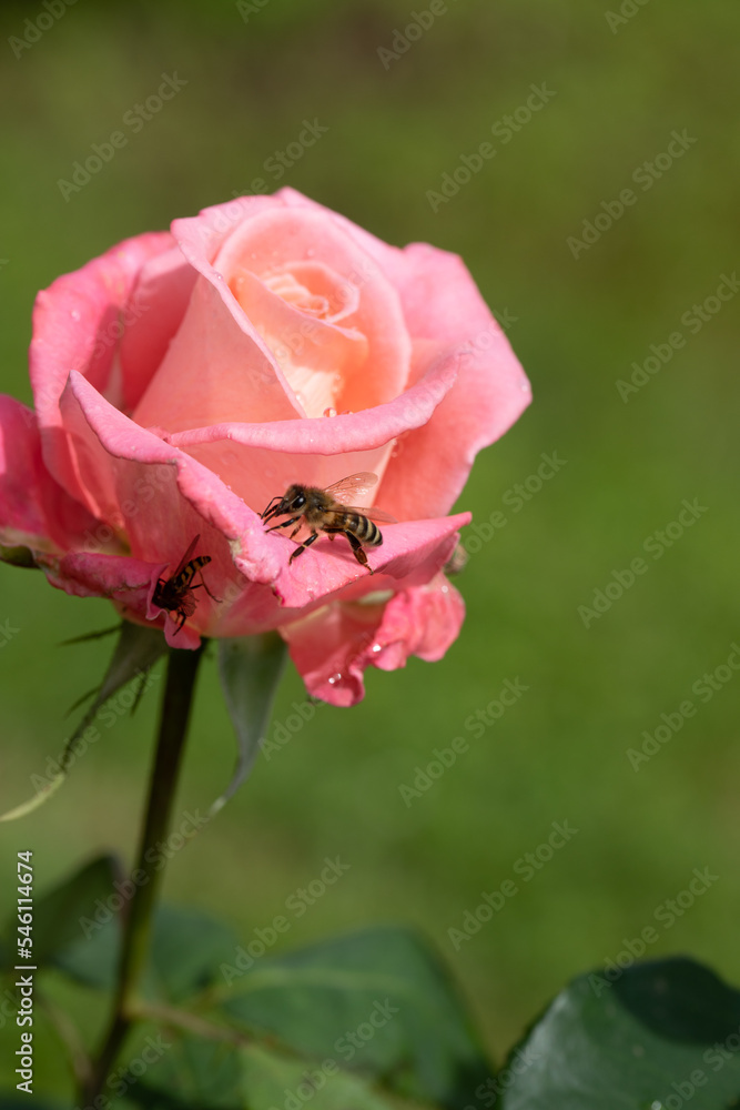 Bees on colourful roses in natural environment.