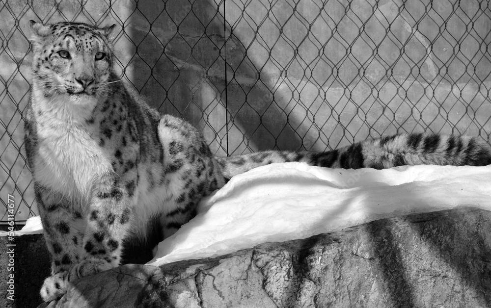 The snow leopard is a large cat native to the mountain ranges of Central and South Asia. It is