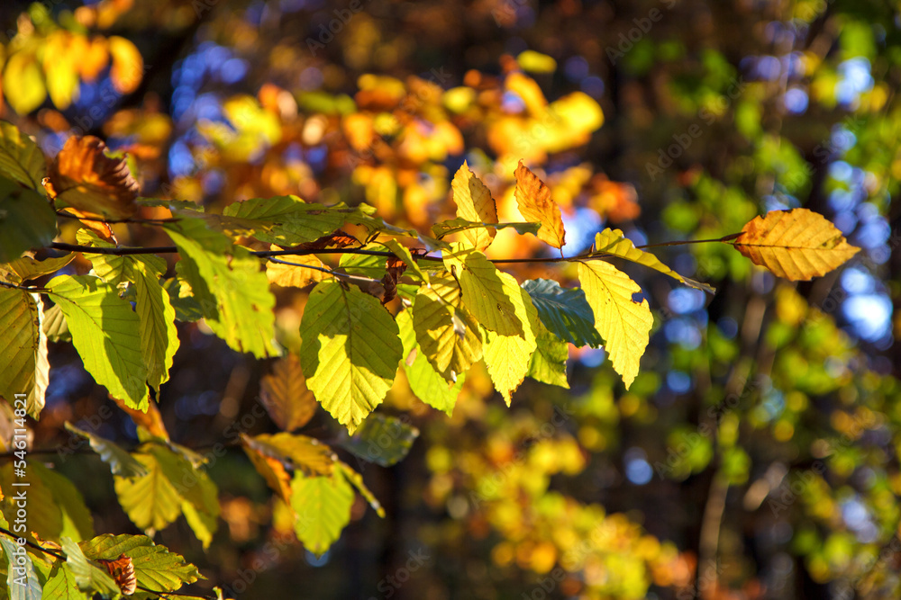 Kolorowe liście. Las jesienią - obrazy, fototapety, plakaty 