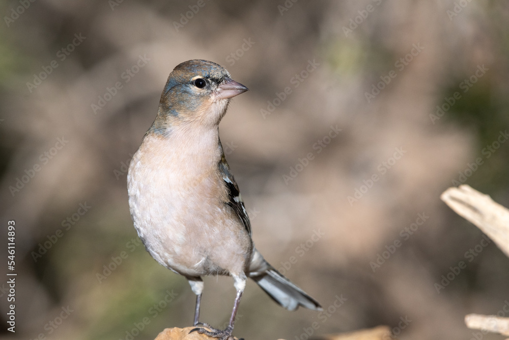 Fototapeta premium Close-up shot of African Chaffinch (Fringilla coelebs)