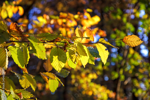 Kolorowe liście. Las jesienią