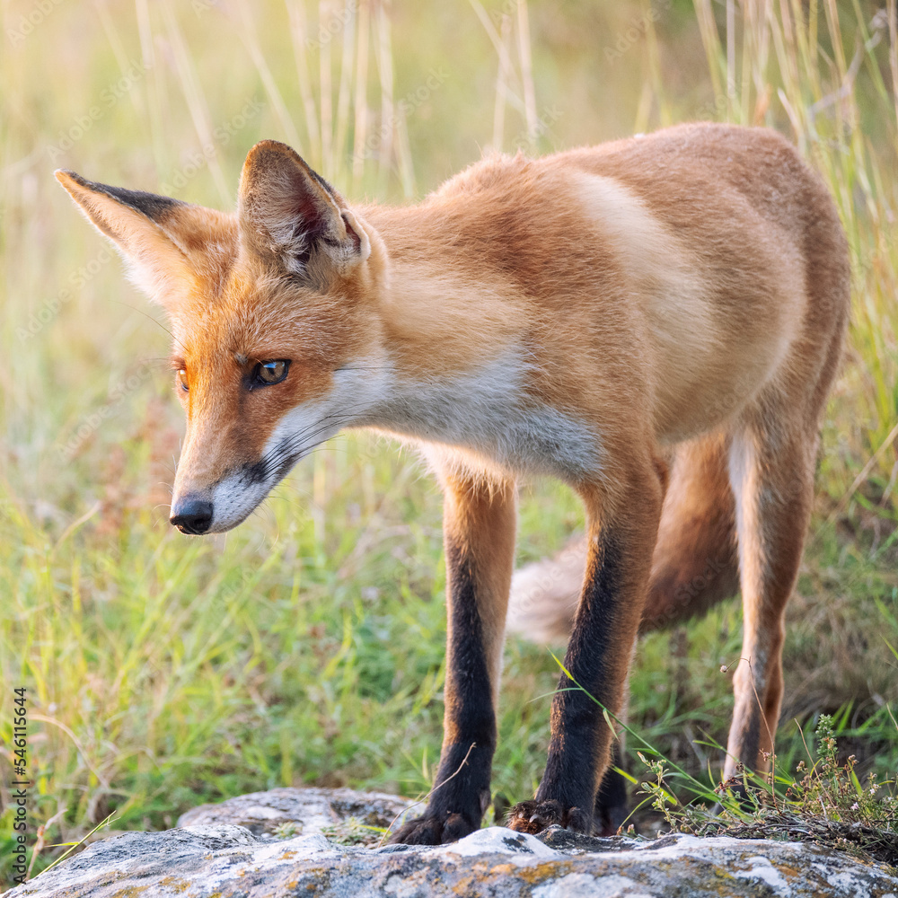 Portrait red fox Vulpes vulpes on a beautiful background Portrait red fox Vulpes vulpes on a beautiful background