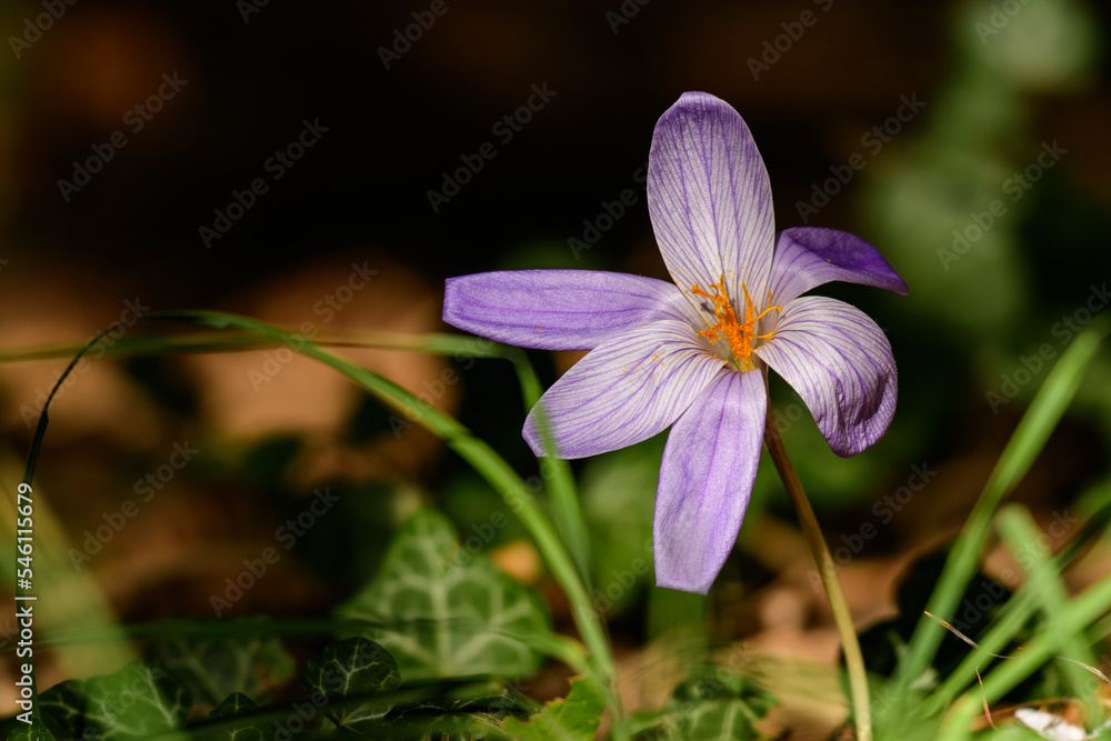 Spring crocuses bloom in the Park. Fresh beautiful purple and yellow crocuses Spring crocuses bloom in the Park. Fresh beautiful purple and yellow crocuses