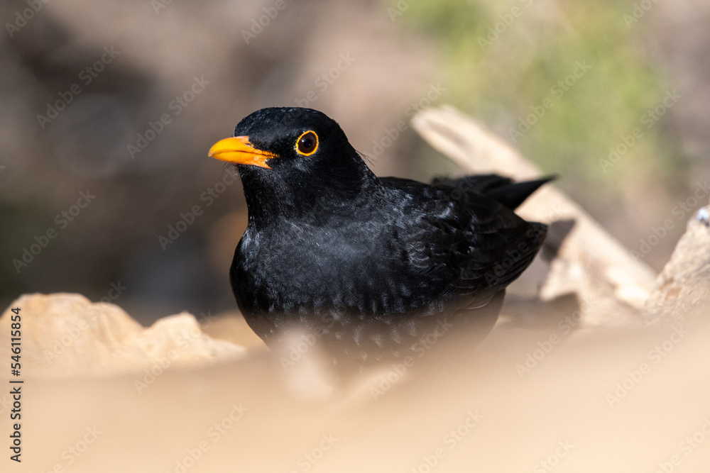 Close-up shot of a male Common Blackbird (Turdus Merula) Close-up shot of a male Common Blackbird (Turdus Merula)
