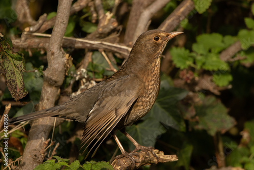 Female Blackbird.