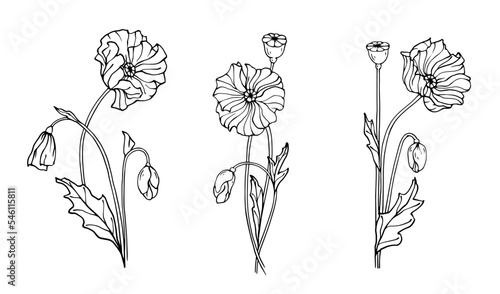 Botanical sketch of poppy flowers and buds.Vector graphics.