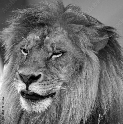 Fototapeta Naklejka Na Ścianę i Meble -  Lion is one of the four big cats in the genus Panthera, and a member of the family Felidae. With some males exceeding 250 kg (550 lb) in weight, it is the second-largest living cat after the tiger