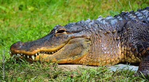 An alligator is a crocodilian in the genus Alligator of the family Alligatoridae. The two living species are the American alligator and the Chinese alligator. © Daniel Meunier