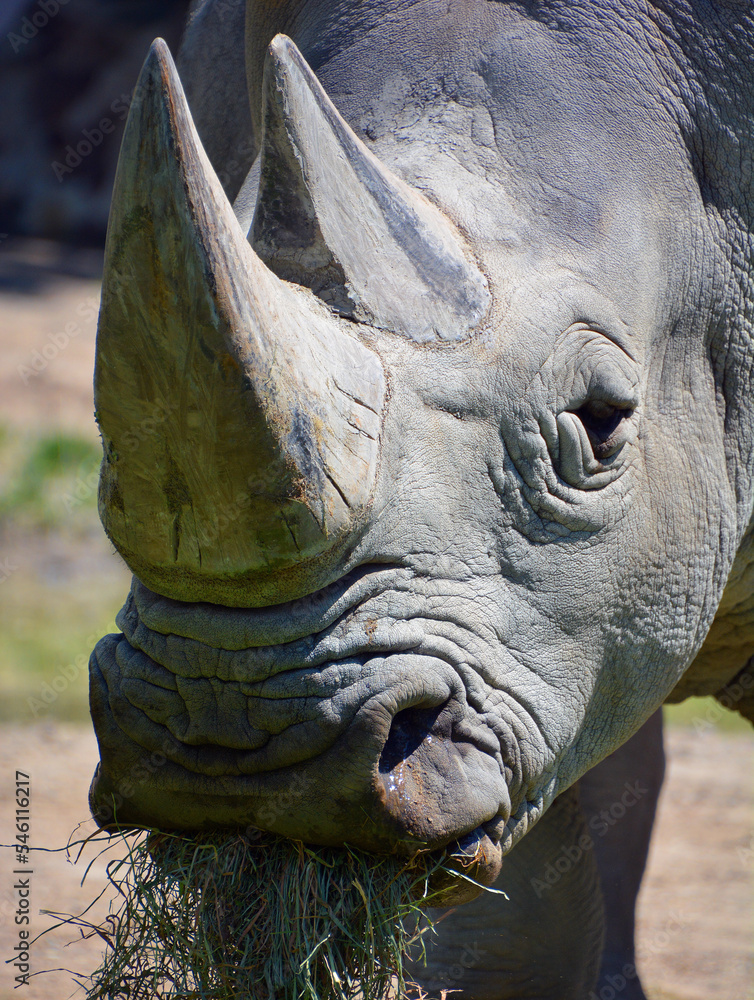 Obraz premium The white rhinoceros or square-lipped rhinoceros is the largest extant species of rhinoceros. It has a wide mouth used for grazing and is the most social of all rhino species