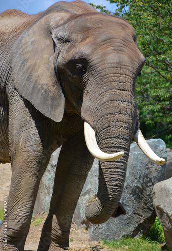 African elephant is elephant of the genus Loxodonta. The genus consists of 2 extant species: the African bush elephant, L. africana, and the smaller African forest elephant