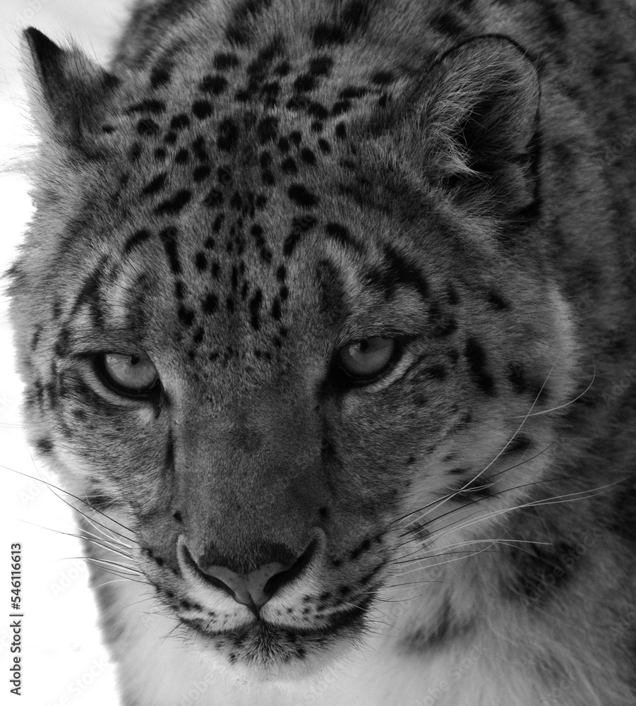 Obraz premium The snow leopard is a large cat native to the mountain ranges of Central and South Asia. It is listed as endangered on the IUCN Red List of Threatened Species