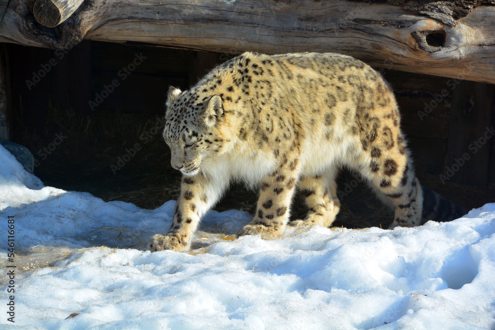The snow leopard is a large cat native to the mountain ranges of