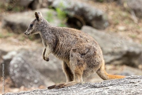 Rare Australian Mareeba Rock Wallaby