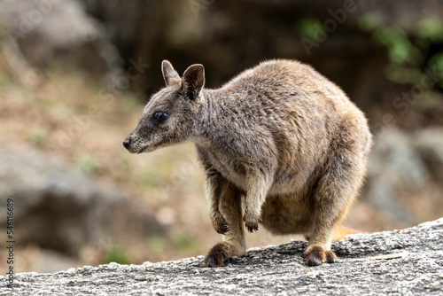 Rare Australian Mareeba Rock Wallaby