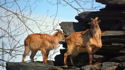 Photos Tahrs are a species of large Asian artiodactyl ungulates related to the wild goat