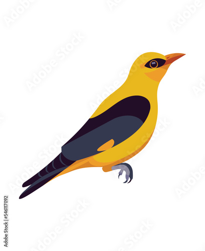 Isolated vector figure of a sitting golden oriole bird