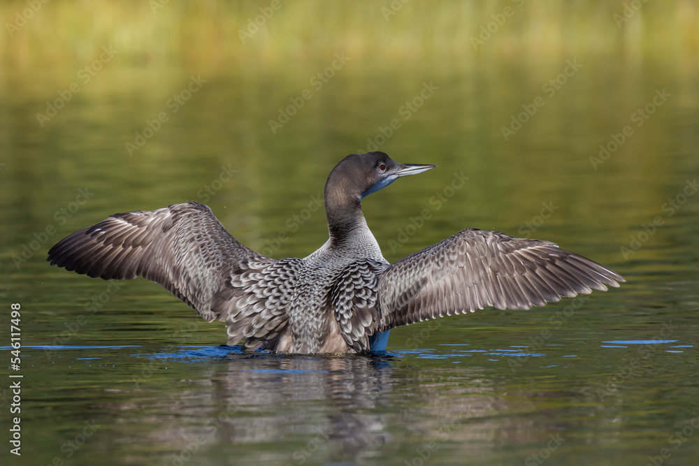 Fototapeta premium Juvenile common loon spreading its wings 