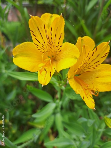 yellow flower in the garden