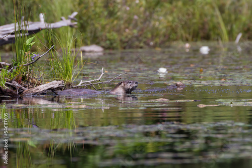 An otter sticking its head up out of the water next to its den 