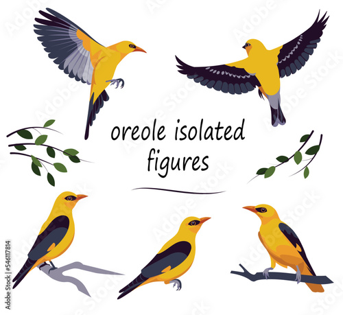 Five isolated figures of the golden Eurasian oriole flying, fluttering, flapping its wings, standing and sitting on a branch in the forest in summer