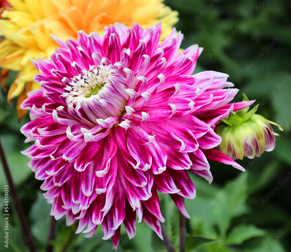 Dahlia is a genus of bushy, tuberous, perennial plants native to Mexico, Central America, and Colombia. There are at least 36 species of dahlia, some like D. imperialis up to 10 metres tall. Dahlia is a genus of bushy, tuberous, perennial plants native to Mexico, Central America, and Colombia. There are at least 36 species of dahlia, some like D. imperialis up to 10 metres tall.