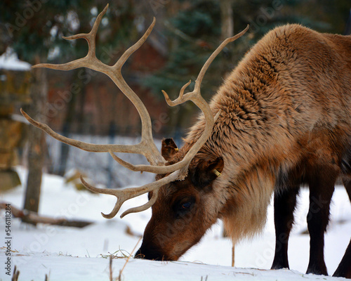 The reindeer  caribou in North America is a species of deer  native to arctic  subarctic  tundra  boreal  and mountainous regions of northern Europe  Siberia  and North America.