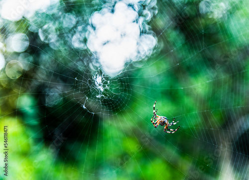 Billede på lærred spider web in the morning