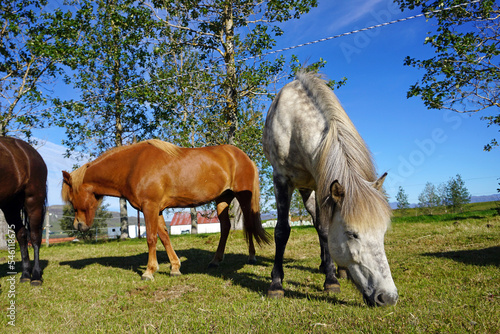 Horses on pasture eating grass