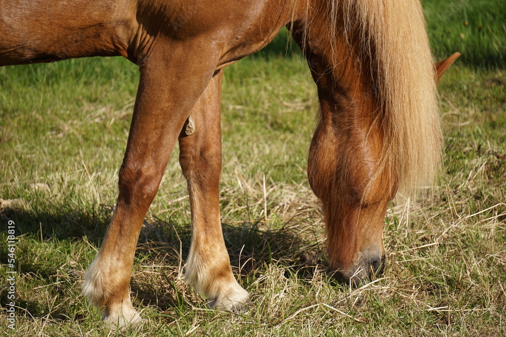 Fototapeta premium Light brown horse on pasture eating grass