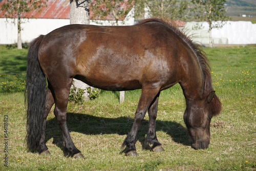 Dark brown horse on pasture eating grass - side view