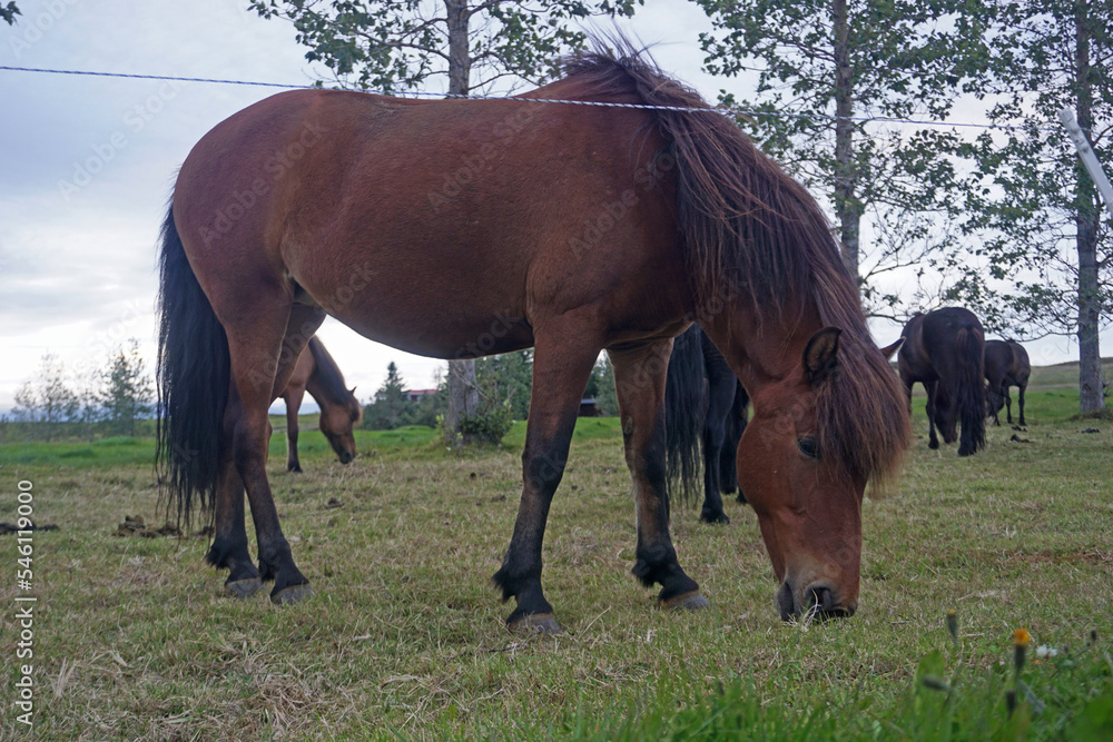 Horse on pasture eating grass Horse on pasture eating grass