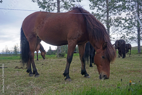 Horse on pasture eating grass