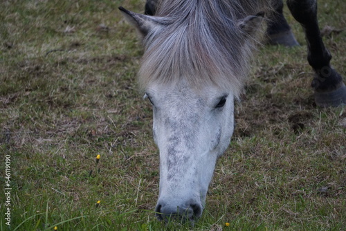 White horse eating grass on pasture - close-up on head