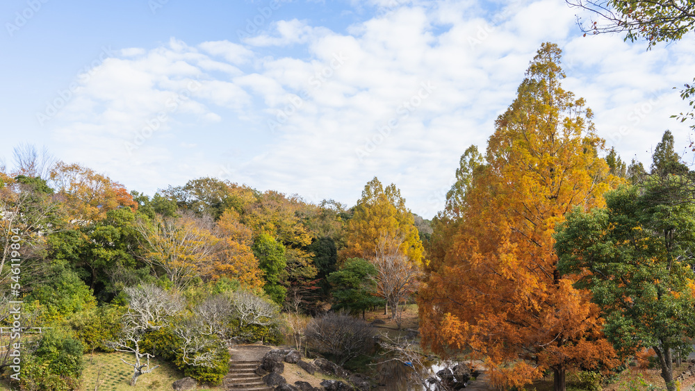 日本の秋の風景・オレンジ色と黄色に染まるメタセコイアの木 日本の秋の風景・オレンジ色と黄色に染まるメタセコイアの木