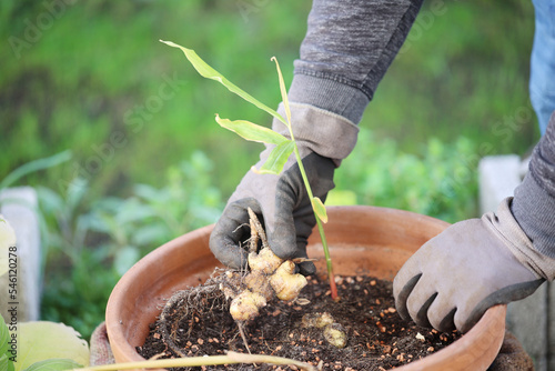 Person takes out ginger plants out of the flower pot, fresh ginger roots home gardening
