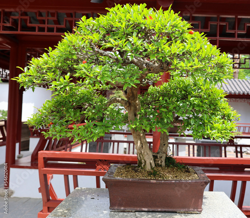 Bonsai. It is an Asian art form using cultivation techniques to produce small trees in containers that mimic the shape and scale of full size trees