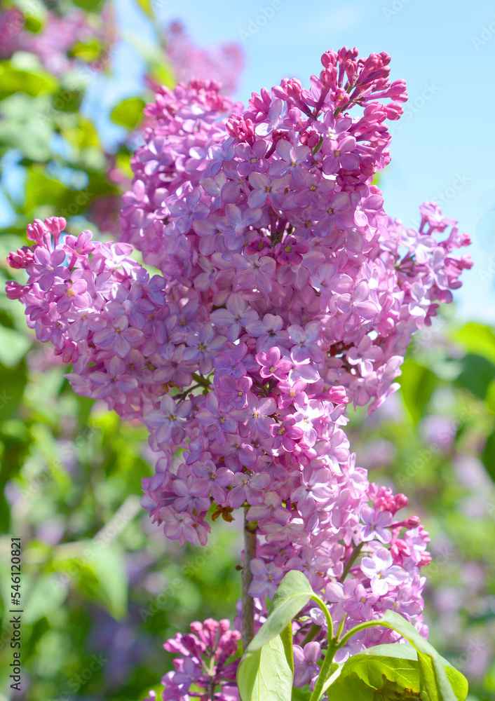 Syringa vulgaris (lilac or common lilac) is a species of flowering plant in the olive family Oleaceae, native to the Balkan Peninsula, where it grows on rocky hill Syringa vulgaris (lilac or common lilac) is a species of flowering plant in the olive family Oleaceae, native to the Balkan Peninsula, where it grows on rocky hill
