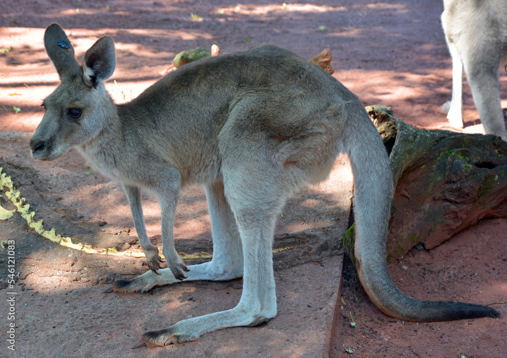 The kangaroo is a marsupial from the family Macropodidae (macropods, meaning 'large foot').