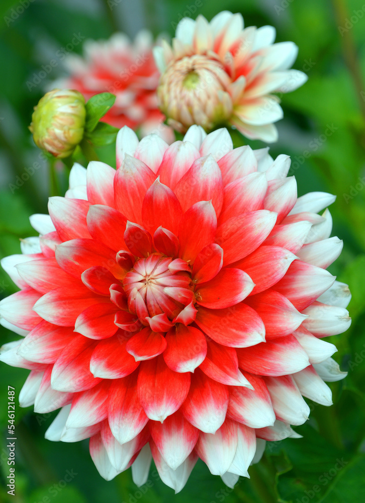 dahlia-is-a-genus-of-bushy-tuberous-perennial-plants-native-to-mexico