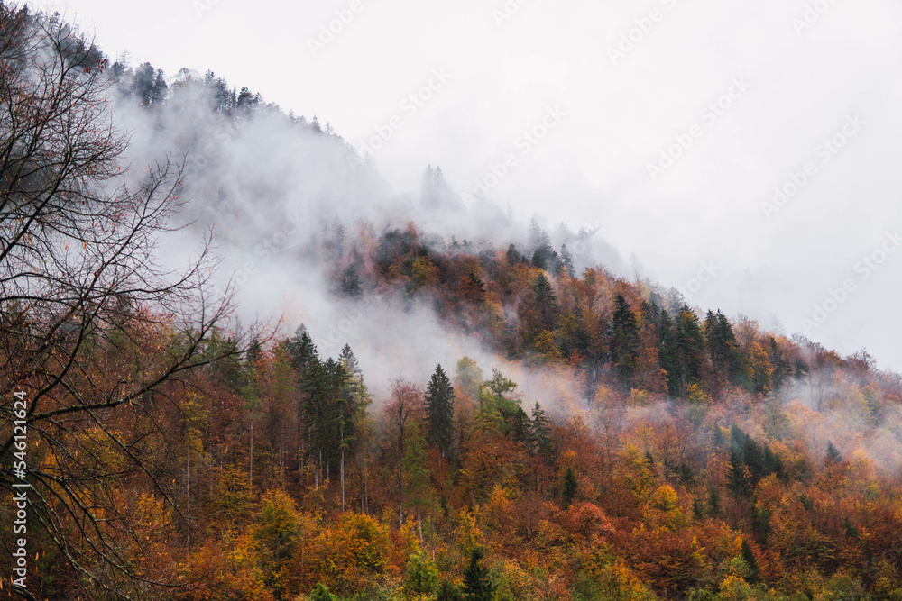 Fototapeta premium mountain with forest, brown trees in autumn with clouds