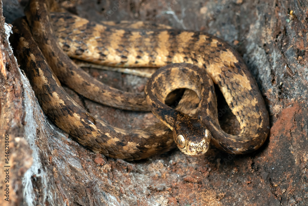 Obraz premium Keeled slug snake on a tree stomp