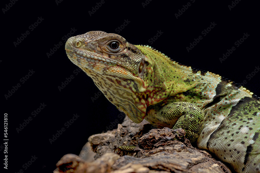 Obraz premium Black spiney tailed iguana on a tree