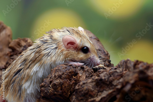 Close-up photo of Fat tailed_ gerbil (Pachyuromys duprasi) photo