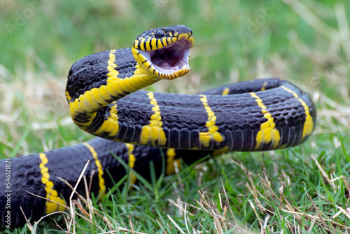 Angry the gold-ringed cat snake, trying to attack