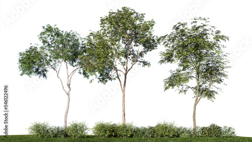 3d rendering illustration tree isolate on white background include clipping path