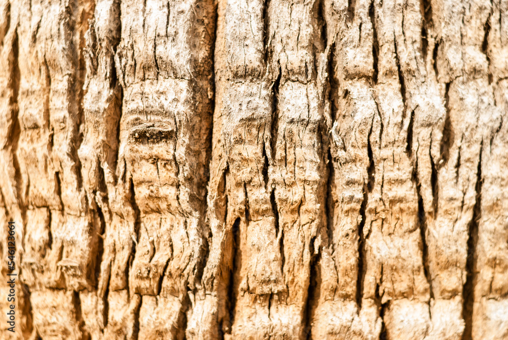 The bark of a centuries-old palm tree in the ancient Greek city in Pamukkale. Wooden texture. Natural wood. Raw materials for the manufacture of furniture. Harvesting wood for construction industry
