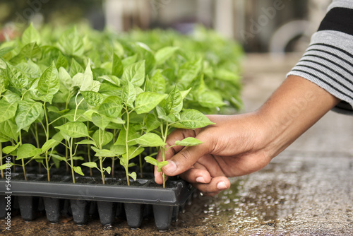unrecognizable woman's hand grabbing chili seedling from transplanting tray